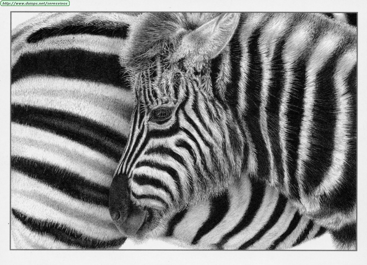 Zebras photos